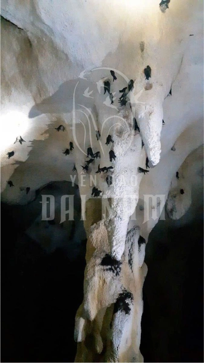 Cửa Hàng Bán Yến Sào Giá Sỉ Phú Nhuận